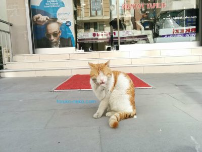 トルコ イスタンブールの薬局の前で猫が手をなめなめしている写真 画像