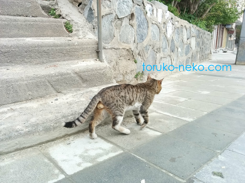 トルコ イスタンブールで、一匹の雄猫が、こちらに背を向けて歩き去っていく様子を写した写真 画像
