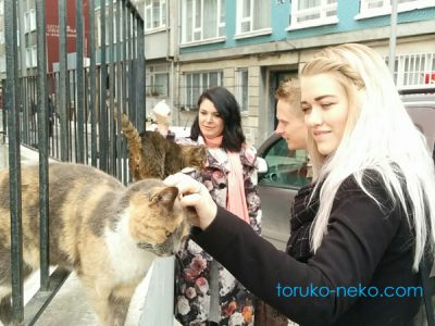 デンマーク人とイスタンブールの日常の猫の画像 写真 トルコ