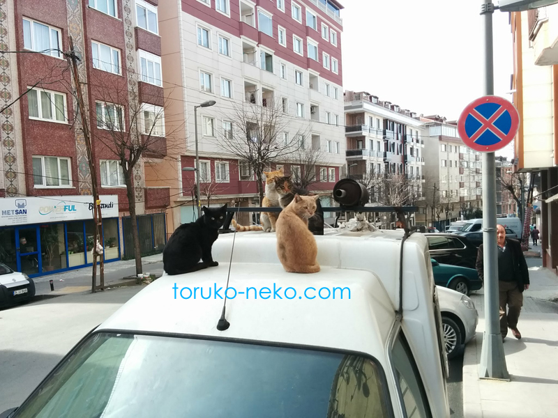 トルコ イスタンブールで4匹の可愛いネコたちが、車の屋根の上で集合している写真 画像