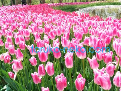 エミルガンパーク Emirgan Parkı ピンク色と白色のチューリップがたくさん並んでいる写真 画像 オススメ 綺麗なチューリップ園 