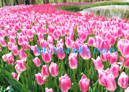 エミルガンパーク Emirgan Parkı ピンク色と白色のチューリップがたくさん並んでいる写真 画像 オススメ 綺麗なチューリップ園