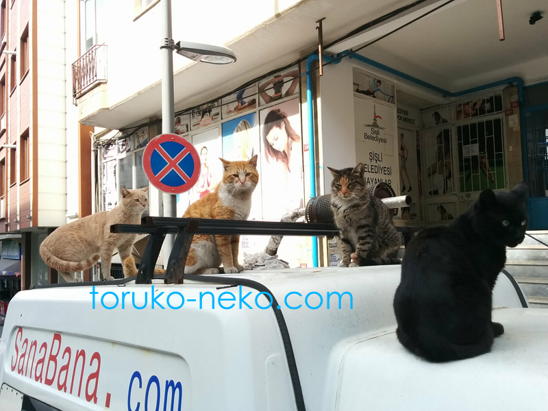 トルコ イスタンブールで ４匹の猫が、車の上に集まってこちらを見ている写真 画像 黒猫茶色い猫 三毛猫 黄土色 生姜色の猫