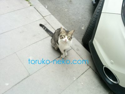 一匹の猫を高い目線から写真におさめた画像 写真トルコ猫歩き