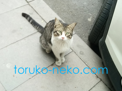 一匹の猫がこちらを見上げている可愛い猫の写真 トルコ猫歩き イスタンブール