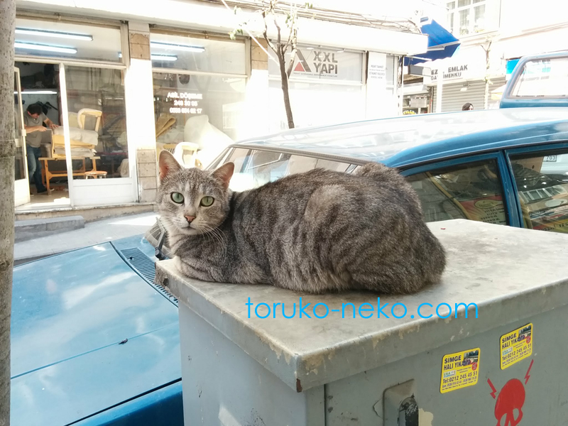 トルコ イスタンブールで青い車の上に寝そべっているグレイ グレー ねずみ色の一匹の猫の写真 画像