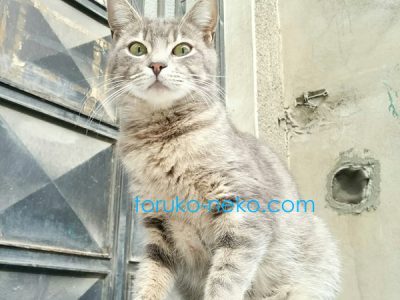 トルコ 猫歩き イスタンブールでグレイ色 ネズミ色の猫を下から見上げるようにして撮ってみた写真 画像