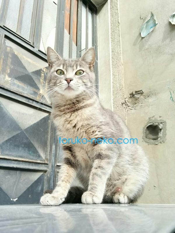 トルコ 猫歩き イスタンブールでグレイ色 ネズミ色の猫を下から見上げるようにして撮ってみた写真 画像