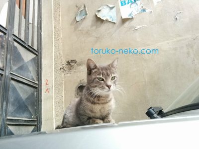 トルコ 猫歩き イスタンブールでグレイ色の猫が なんなんですかー？という表情でいぶかしげにこちらを見ている写真 画像