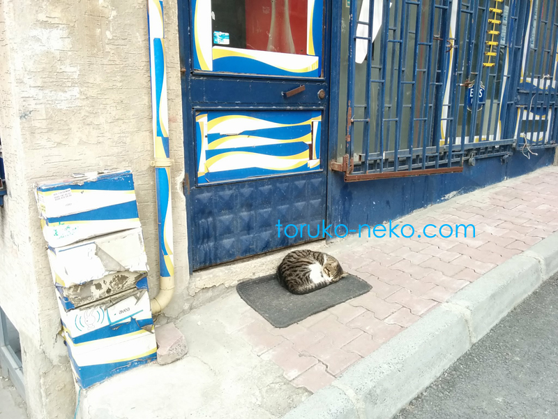 トルコイスタンブールで一匹の猫が扉の真ん前のマットの上でお昼寝をしている可愛い写真