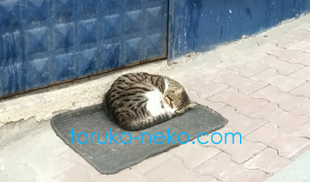 トルコイスタンブールで一匹の猫が扉の真ん前のマットの上でお昼寝をしている可愛いの拡大トリム写真 画像