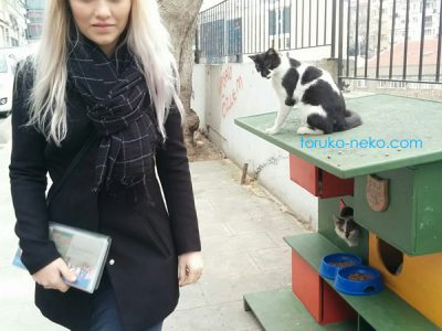 kedievi トルコ イスタンブール 猫専用の家が路上にある写真 画像