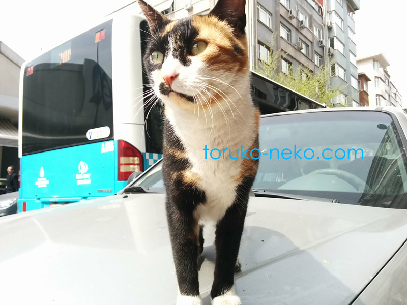 イスタンブールの野良猫の三毛猫が近づいてきてくれて 凛と立っている写真 画像