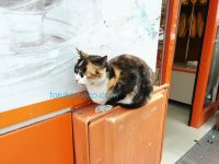 三毛猫を少し離れて撮ってみた写真 画像 いい写真の撮り方 イスタンブール