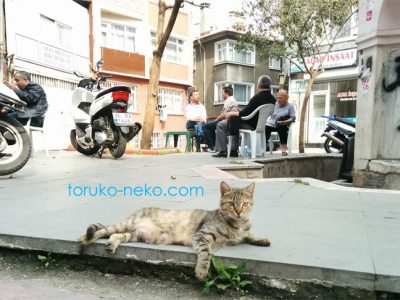 イスタンブールで 妊娠しているメス猫が横たわってこちらを向いている写真 画像
