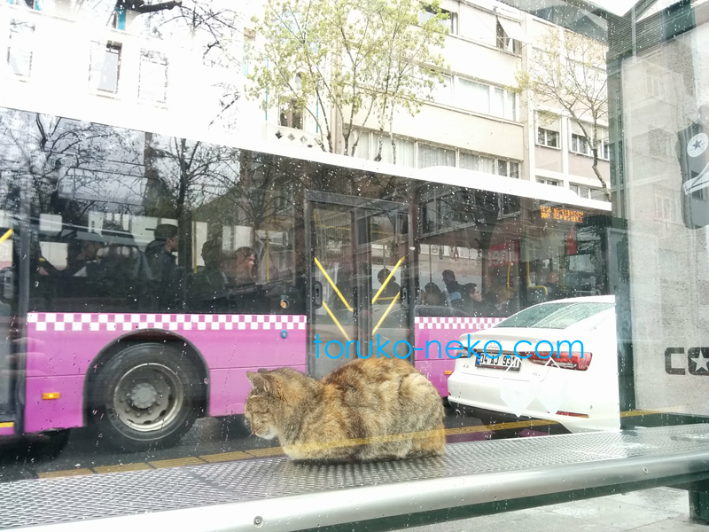 トルコ イスタンブールで雨の日に背中を丸くしてバス停でバスを待つ一匹の可愛い猫の画像 写真 数値の丸め方 JIS規格A規定