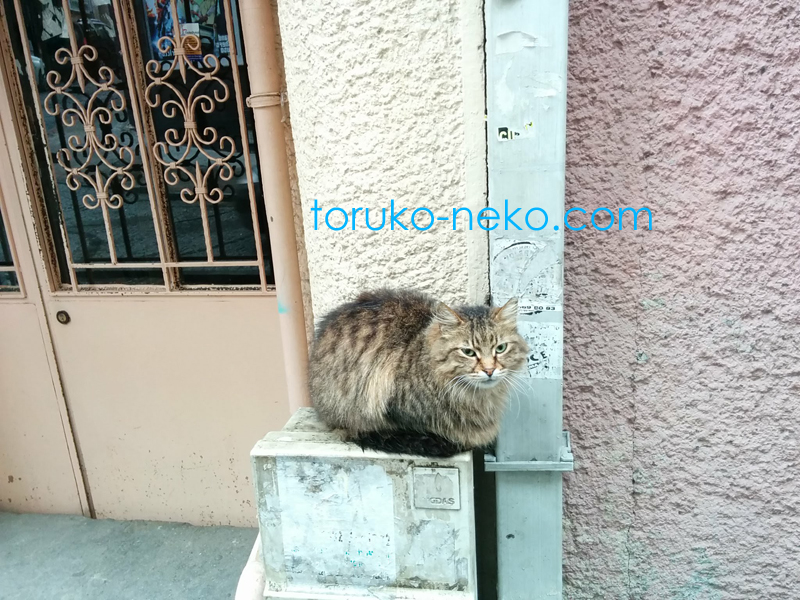 トルコ イスタンブールで雨の日に背中を丸くしてビルの前で座っている一匹の可愛い猫の画像 写真 数値の丸め方 JIS規格A規定