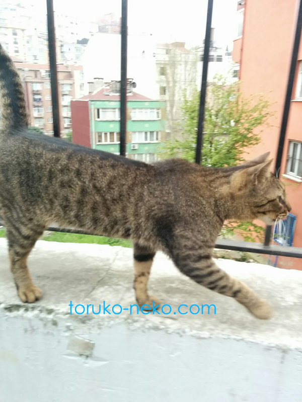 トルコ イスタンブールで一匹の猫が右を向いてシッポを上げている写真 画像
