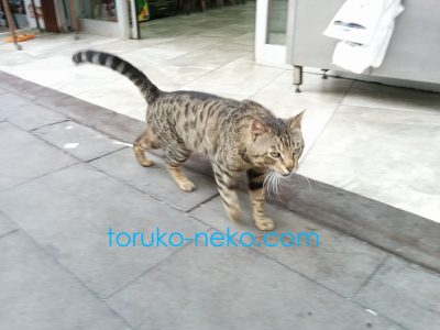 獲物を求めているチーターのような躍動感に満ちた猫の写真 画像 姿勢 写真の撮り方 イスタンブール トルコ猫歩き