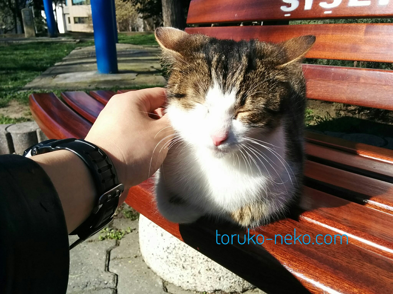 トルコ イスタンブールで春の温かい日に一匹の猫がベンチで昼寝をしている所を撫で撫でしてあげている写真 画像