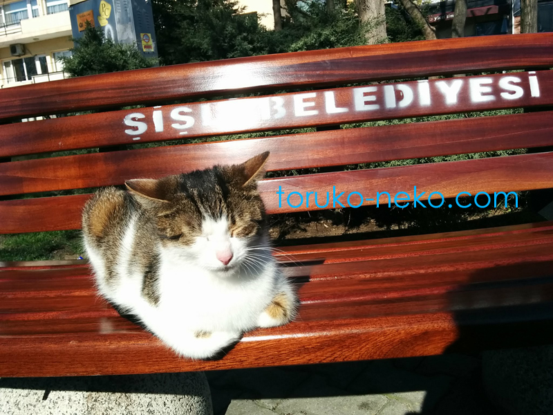 トルコ イスタンブールでシシリ ベレディイェシのベンチで一匹の猫がお昼寝をしている所を捉えた貴重な写真 画像