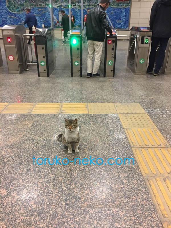 イスタンブールの地下鉄駅の改札の前で、乗客を出迎えている一匹の可愛い猫の写真 画像