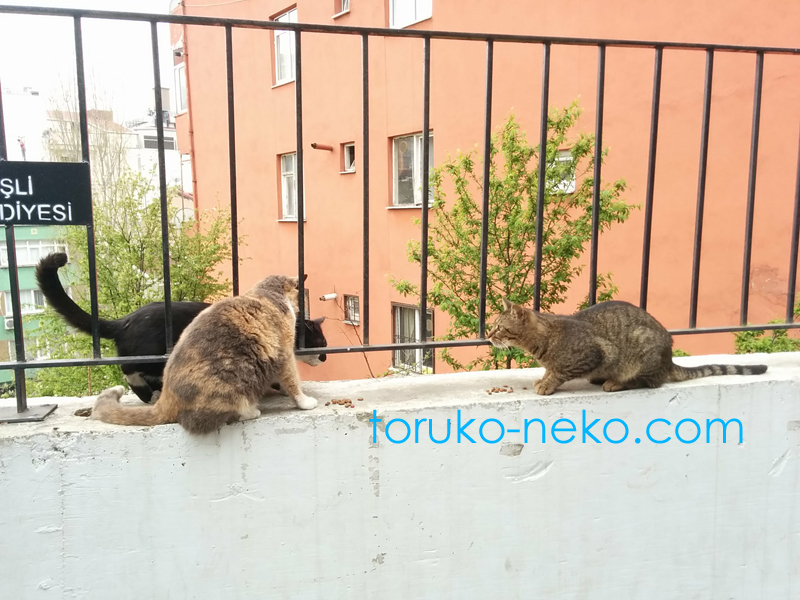 トルコ イスタンブールで3匹の猫がエサを目の前にして互いに牽制し合っているようすの写真 画像