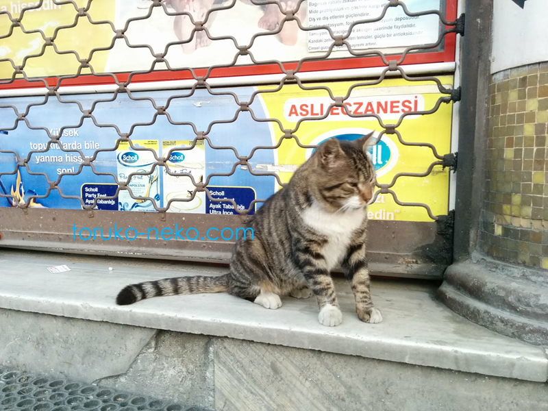 イスタンブールの猫が一匹こちらを向いている写真 画像 トラ猫 猫の可愛がり方