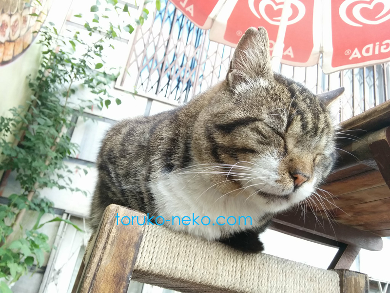 お昼寝中の猫と一緒にお昼寝している感じのアングルで下から猫を撮った時の写真 画像 トルコ猫歩き