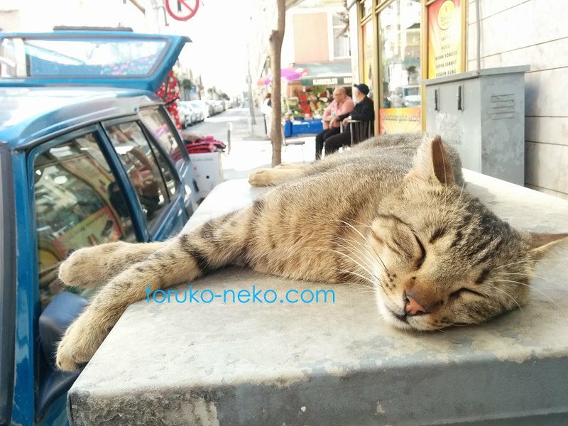 ネコのお昼寝 トルコ猫歩き イスタンブール 一匹のねこが気持ちよさそうに寝ている写真 画像。