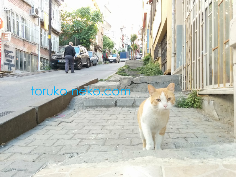猫 坂道のきつい道で白と黄土色 イスタンブール トルコ猫歩き