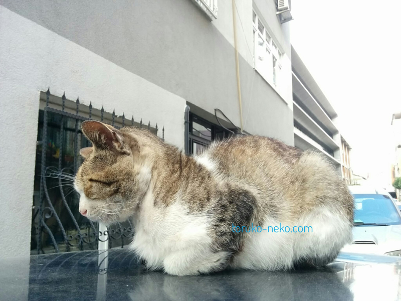 トルコ ネコ 猫 猫背 昼寝 車 かわいい猫の写真 画像