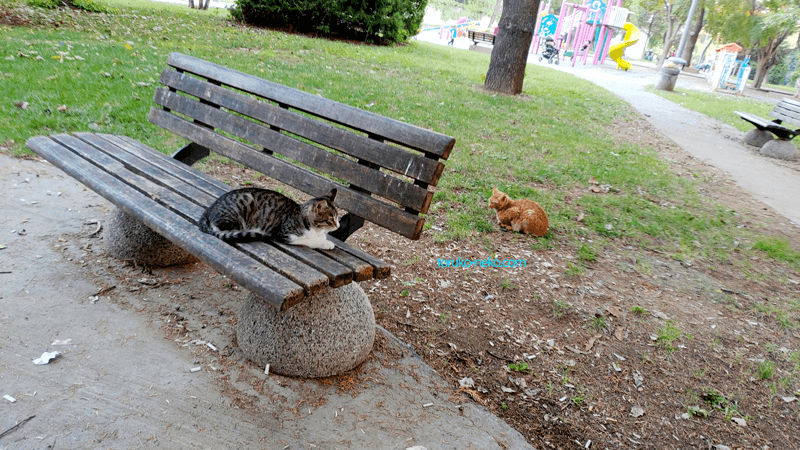トルコ イスタンブール 猫 猫背 ベンチの上に猫が座っている